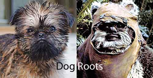 dog roots